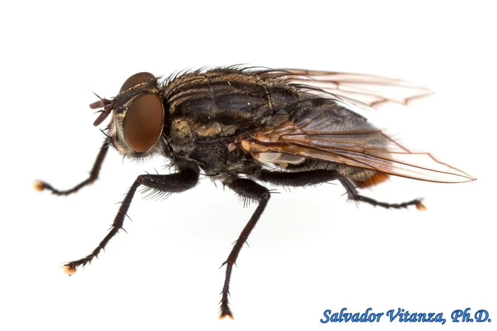 Bluebottle Fly